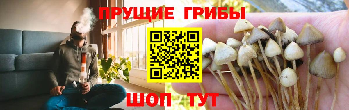 Псилоцибиновые грибы Cubensis Кыштым